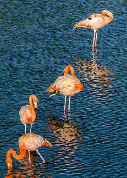 Flamenco - isla Isabela - islas Galápagos - Ecuador 6.jpg